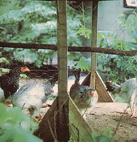 
Critters (be they big or small) can help you put dinner on the table in good times or bad. Look into our Raising Backyard/Homestead Livestock seminar to get your flock, herd, or gaggle off on the right foot!  
